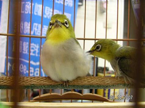 綠繡眼可以養嗎|綠繡眼幼鳥怎麼養？5個綠繡眼幼鳥飼養方法分享。